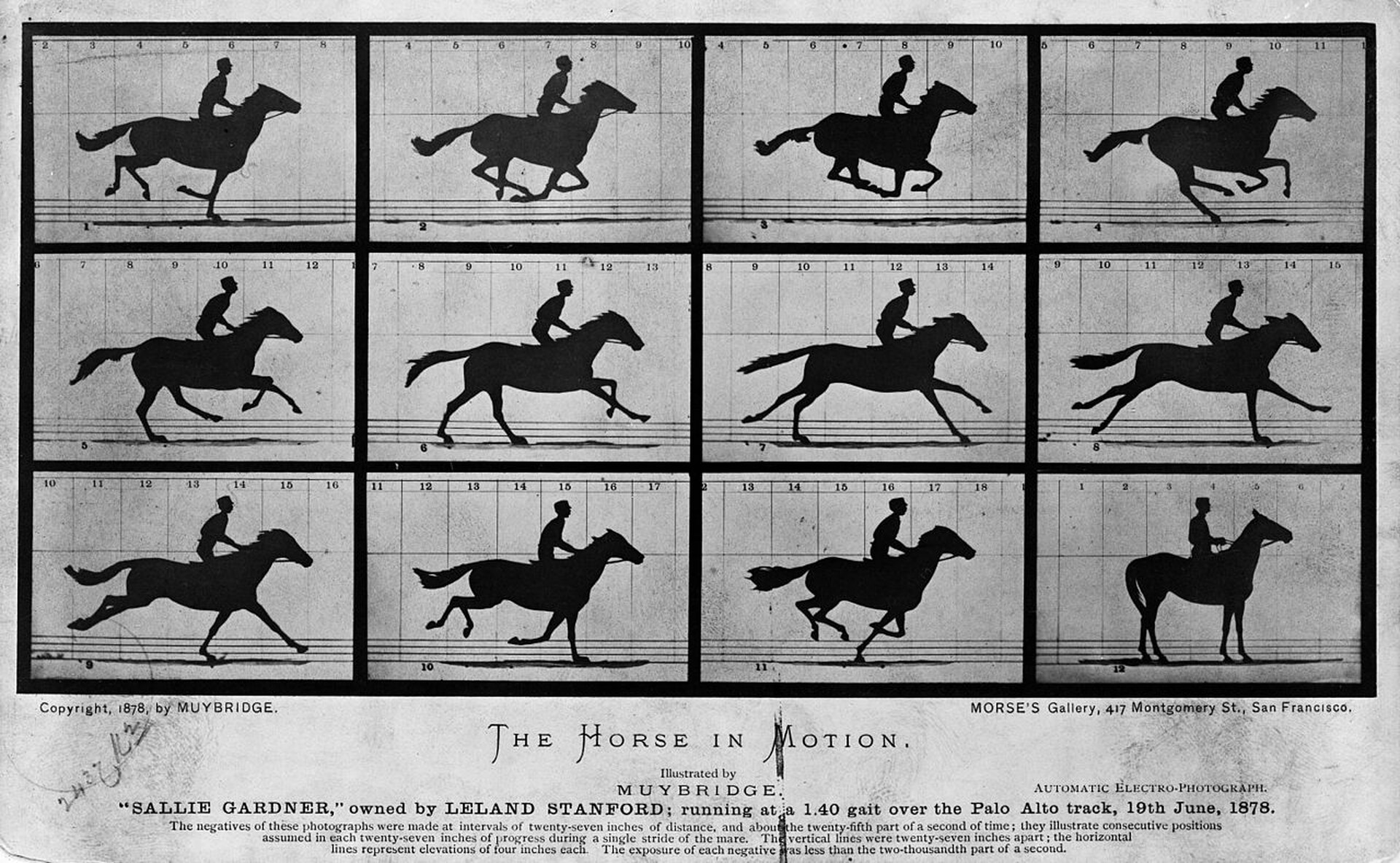  Czarno-biała karta zawierająca 12 zdjęć konia w galopie. Każde zdjęcie pokazuje kolejny ruch ciała konia, przez co po przypominają stopklatki z filmu przedstawiającego biegnące zwierzę. 